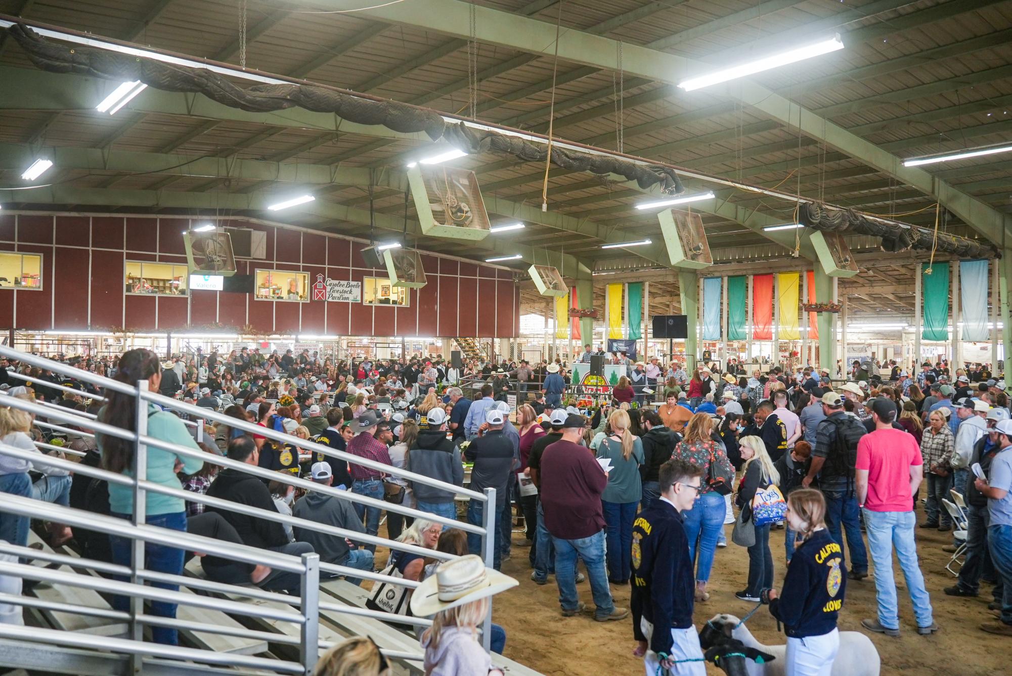 2023 Fresno Fair Jr Livestock Auction The Rampage Online