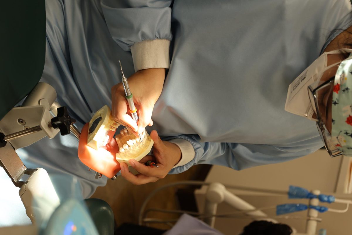 A dental hygiene student cleans a set of fake teeth on Nov. 22, 2023.