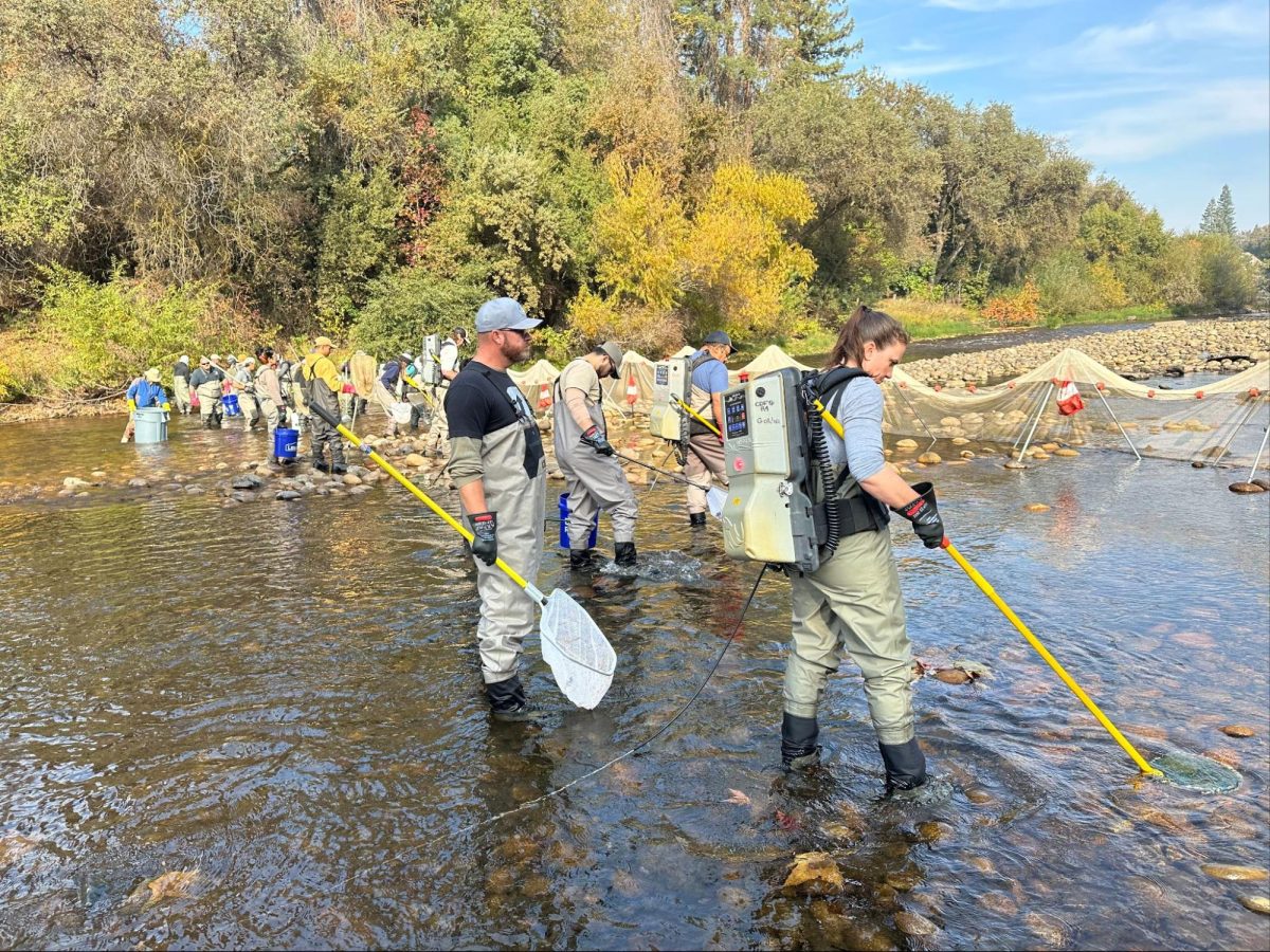 Photo taken by Kings River Fisheries Management Program Staff on Tues. Dec. 3rd, KRFMP staff and volunteers electrofishing in the Kings River to survey the fish population and health of the river habitat. 
